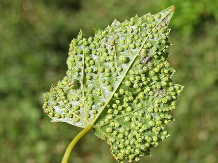 Le Phylloxéra, Vitis Vinifera Satana