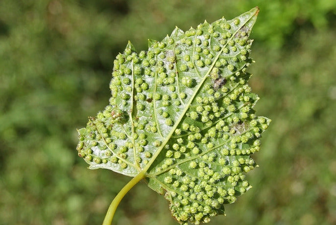 Le Phylloxéra, Vitis Vinifera Satana